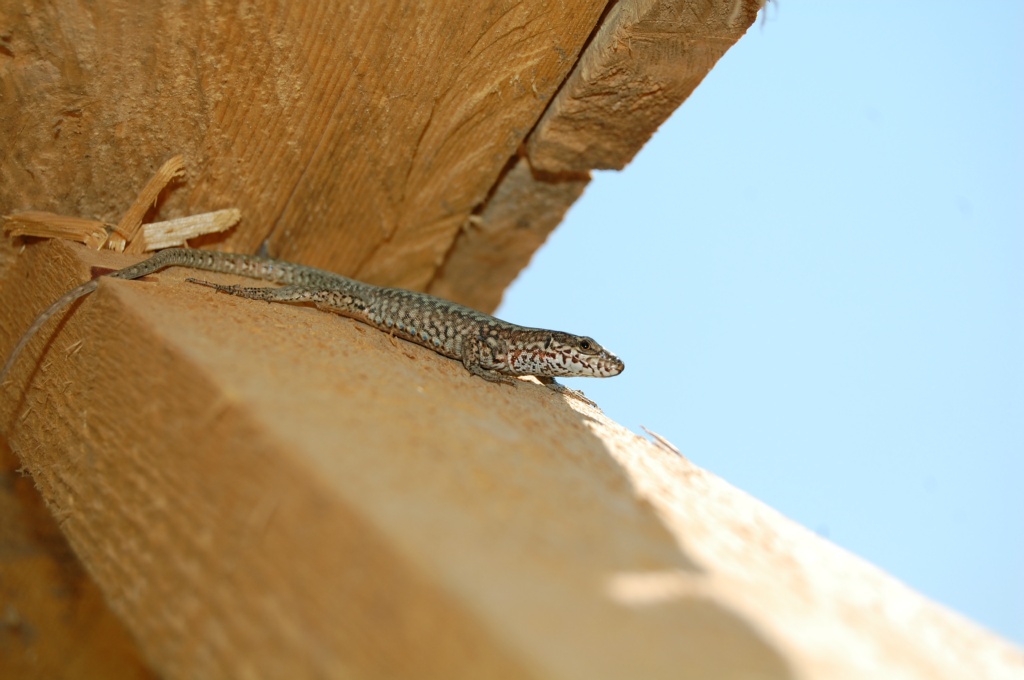 Duvar Kertenkelesi - Podarcis muralis